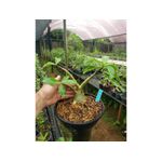 Adenium Arabicum - Cruzamentos Especiais - Planta N.º: 205