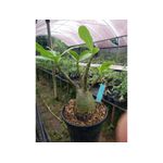 Adenium Arabicum - Cruzamentos Especiais - Planta N.º: 206