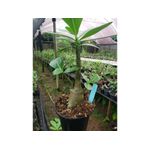 Adenium Arabicum - Cruzamentos Especiais - Planta N.º: 207