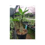 Adenium Arabicum - Cruzamentos Especiais - Planta N.º: 211