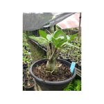 Rosa Do Deserto OMAGA X PBN- Cruzamentos Especiais - Planta N.º: 238
