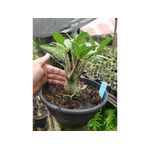 Rosa Do Deserto OMAGA X PBN- Cruzamentos Especiais - Planta N.º: 238