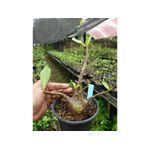 Rosa Do Deserto ARBICUM BLACK - Cruzamentos Especiais - Planta N.º: 248
