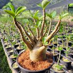 Adenium Arabicum - Cruzamentos Especiais - Planta N.º: 302