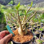 Adenium Arabicum - Cruzamentos Especiais - Planta N.º: 304