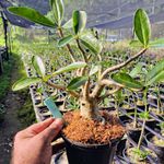 Adenium Arabicum - Cruzamentos Especiais - Planta N.º: 305