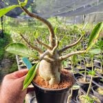 Adenium Arabicum - Cruzamentos Especiais - Planta N.º: 306