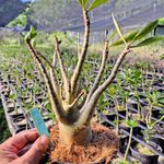 Adenium Arabicum - Cruzamentos Especiais - Planta N.º: 308