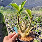 Adenium Arabicum - Cruzamentos Especiais - Planta N.º:310