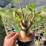 Adenium Arabicum - Cruzamentos Especiais - Planta N.º: 311
