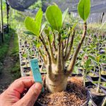 Adenium Arabicum - Cruzamentos Especiais - Planta N.º: 317