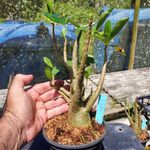 Rosa Do Deserto - Cruzamentos Especiais - Planta N.º: 433