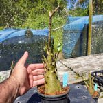 Rosa Do Deserto - Cruzamentos Especiais - Planta N.º: 434