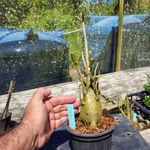 Rosa Do Deserto - Cruzamentos Especiais - Planta N.º: 434