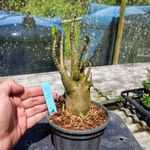 Rosa Do Deserto - Cruzamentos Especiais - Planta N.º: 435