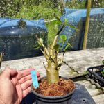 Rosa Do Deserto - Cruzamentos Especiais - Planta N.º: 436