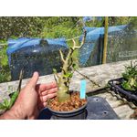 Rosa Do Deserto - Cruzamentos Especiais - Planta N.º: 438