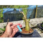 Rosa Do Deserto - Cruzamentos Especiais - Planta N.º: 438