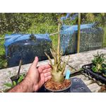 Rosa Do Deserto - Cruzamentos Especiais - Planta N.º: 439