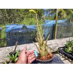 Rosa Do Deserto - Cruzamentos Especiais - Planta N.º: 439