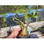 Rosa Do Deserto - Cruzamentos Especiais - Planta N.º: 440