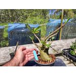 Rosa Do Deserto - Cruzamentos Especiais - Planta N.º: 440