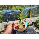 Rosa Do Deserto - Cruzamentos Especiais - Planta N.º: 441