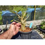 Rosa Do Deserto - Cruzamentos Especiais - Planta N.º: 442