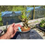 Rosa Do Deserto - Cruzamentos Especiais - Planta N.º: 442