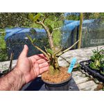 Rosa Do Deserto - Cruzamentos Especiais - Planta N.º: 443