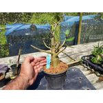 Rosa Do Deserto - Cruzamentos Especiais - Planta N.º: 443