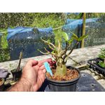 Rosa Do Deserto - Cruzamentos Especiais - Planta N.º: 444