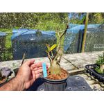 Rosa Do Deserto - Cruzamentos Especiais - Planta N.º: 445