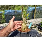 Rosa Do Deserto - Cruzamentos Especiais - Planta N.º: 445