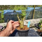 Rosa Do Deserto - Cruzamentos Especiais - Planta N.º: 446