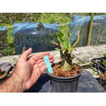 Rosa Do Deserto - Cruzamentos Especiais - Planta N.º: 446