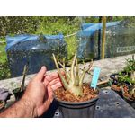 Rosa Do Deserto - Cruzamentos Especiais - Planta N.º: 447