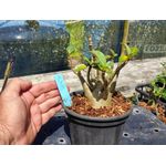 Rosa Do Deserto - Cruzamentos Especiais - Planta N.º: 447