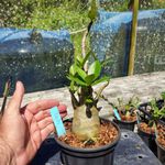 Rosa Do Deserto - Cruzamentos Especiais - Planta N.º: 448