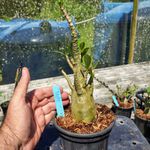 Rosa Do Deserto - Cruzamentos Especiais - Planta N.º: 448