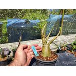 Rosa Do Deserto - Cruzamentos Especiais - Planta N.º: 449