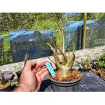 Rosa Do Deserto - Cruzamentos Especiais - Planta N.º: 450