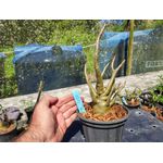 Rosa Do Deserto - Cruzamentos Especiais - Planta N.º: 450