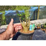 Rosa Do Deserto - Cruzamentos Especiais - Planta N.º: 451