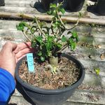 MINI Rosa Do Deserto Origial - Planta N.º: 607
