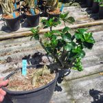 MINI Rosa Do Deserto Origial - Planta N.º: 604