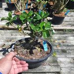 MINI Rosa Do Deserto Origial - Planta N.º: 614
