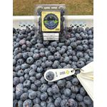 Mirtilo Fruta In Natura caixa com 1,5 kg