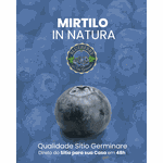Mirtilo Fruta In Natura caixa com 1kg