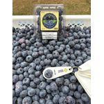Mirtilo Fruta In Natura caixa com 1kg